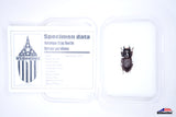 Antelope Stag Beetle (Dorcus parallelus) - Specimen