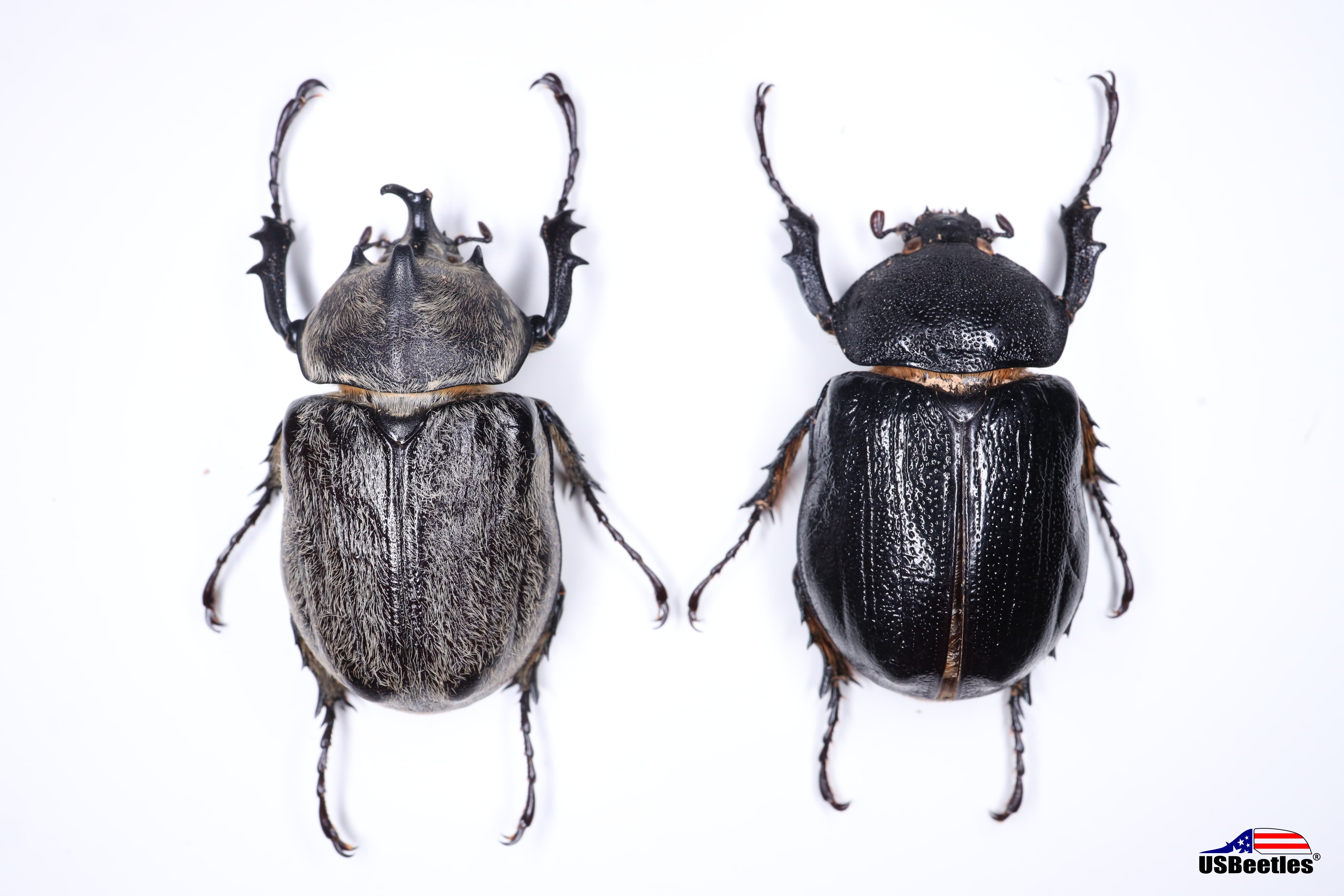 Texas Elephant Beetle (Megasoma vogti) - Specimen – USBeetles