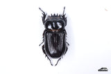 Triceratops Beetle (Phileurus truncatus) - Specimen