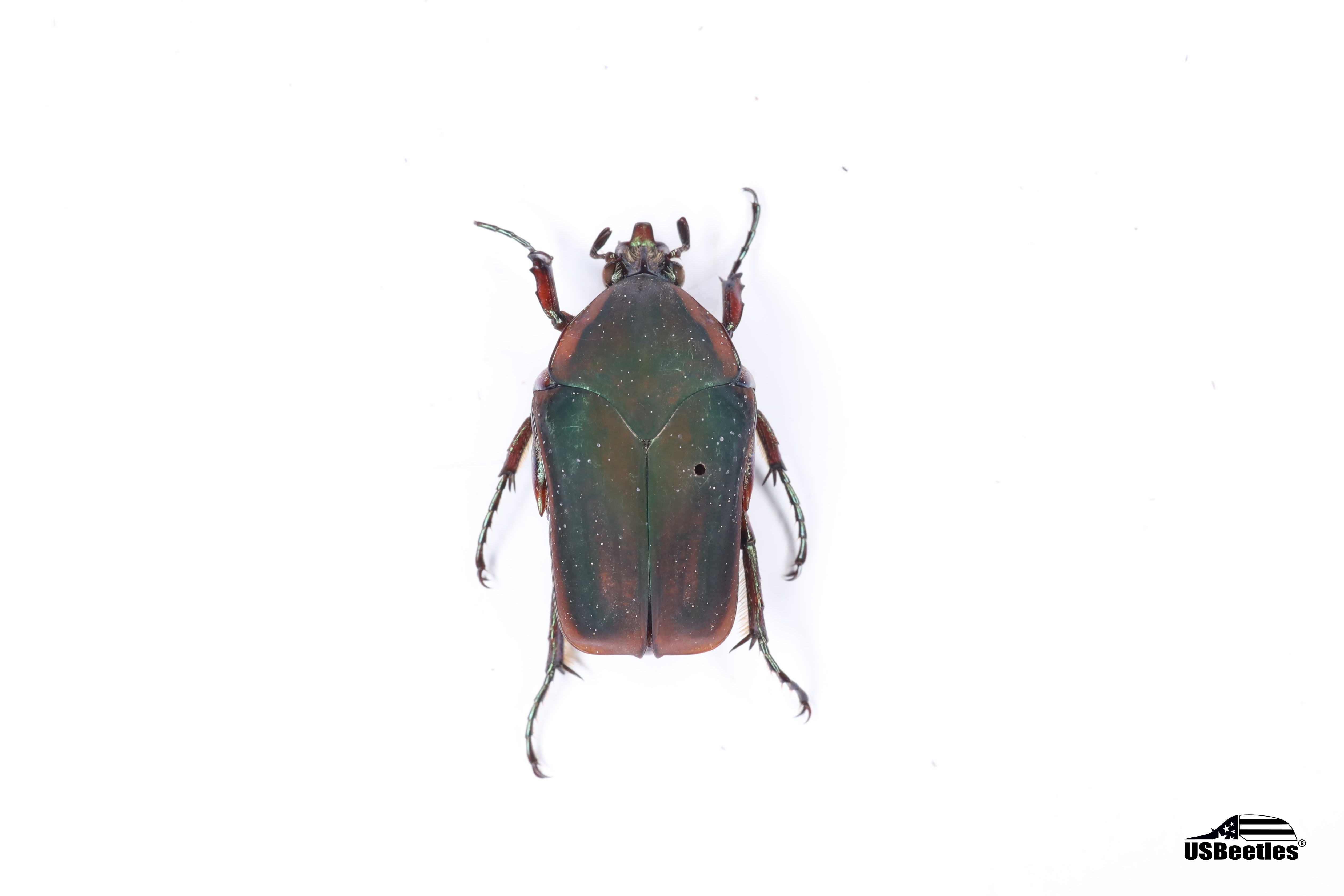 Specimen – USBeetles