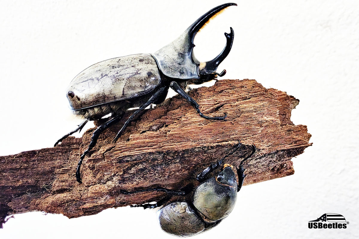 Western Hercules Beetle (Dynastes grantii) Pair
