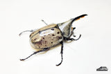 [Damaged Horn] Western Hercules Beetle (Dynastes grantii) - 64.4mm