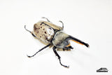 [Damaged Horn] Western Hercules Beetle (Dynastes grantii) - 64.4mm