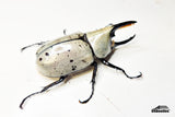 [Damaged Horn] Western Hercules Beetle (Dynastes grantii) - 63.7mm