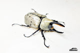 [Damaged Horn] Western Hercules Beetle (Dynastes grantii) - 63.7mm