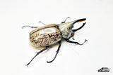 [Damaged Horn] Western Hercules Beetle (Dynastes grantii) - 63.8mm