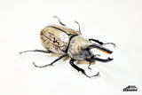 [Damaged Horn] Western Hercules Beetle (Dynastes grantii) - 63.8mm