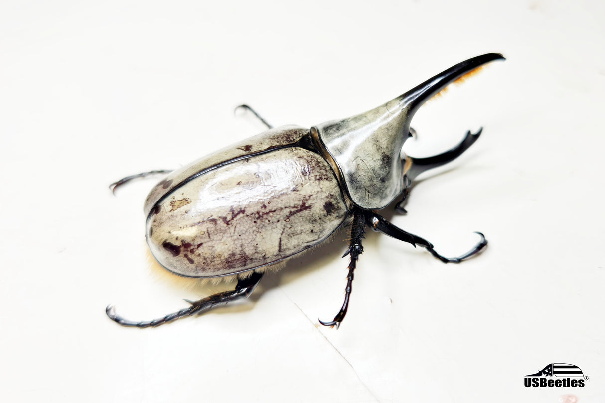 [Damaged Horn] Western Hercules Beetle (Dynastes grantii) - 65.8mm