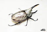 [Damaged Horn] Western Hercules Beetle (Dynastes grantii) - 65.8mm