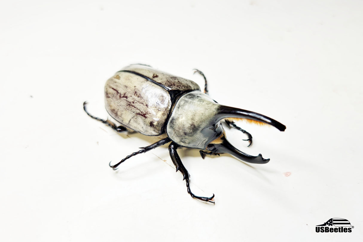 [Damaged Horn] Western Hercules Beetle (Dynastes grantii) - 65.8mm