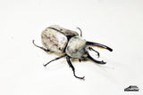 [Damaged Horn] Western Hercules Beetle (Dynastes grantii) - 65.8mm