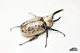 [Damaged Thorax] Western Hercules Beetle (Dynastes grantii) - 60.6mm