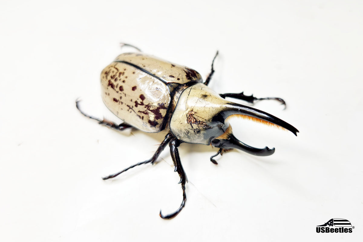 [Damaged Thorax] Western Hercules Beetle (Dynastes grantii) - 60.6mm
