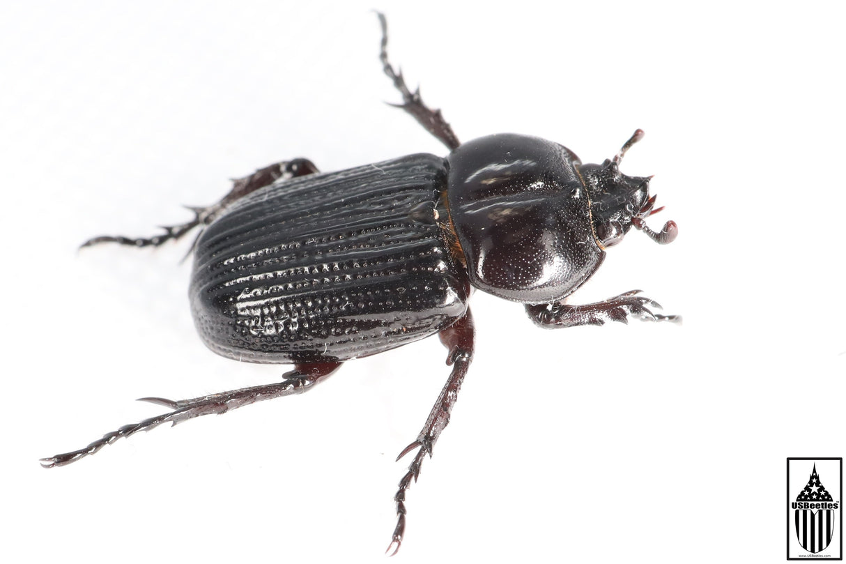 Phileurus valgus