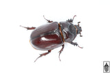 Ox Beetle (Strategus aloeus)