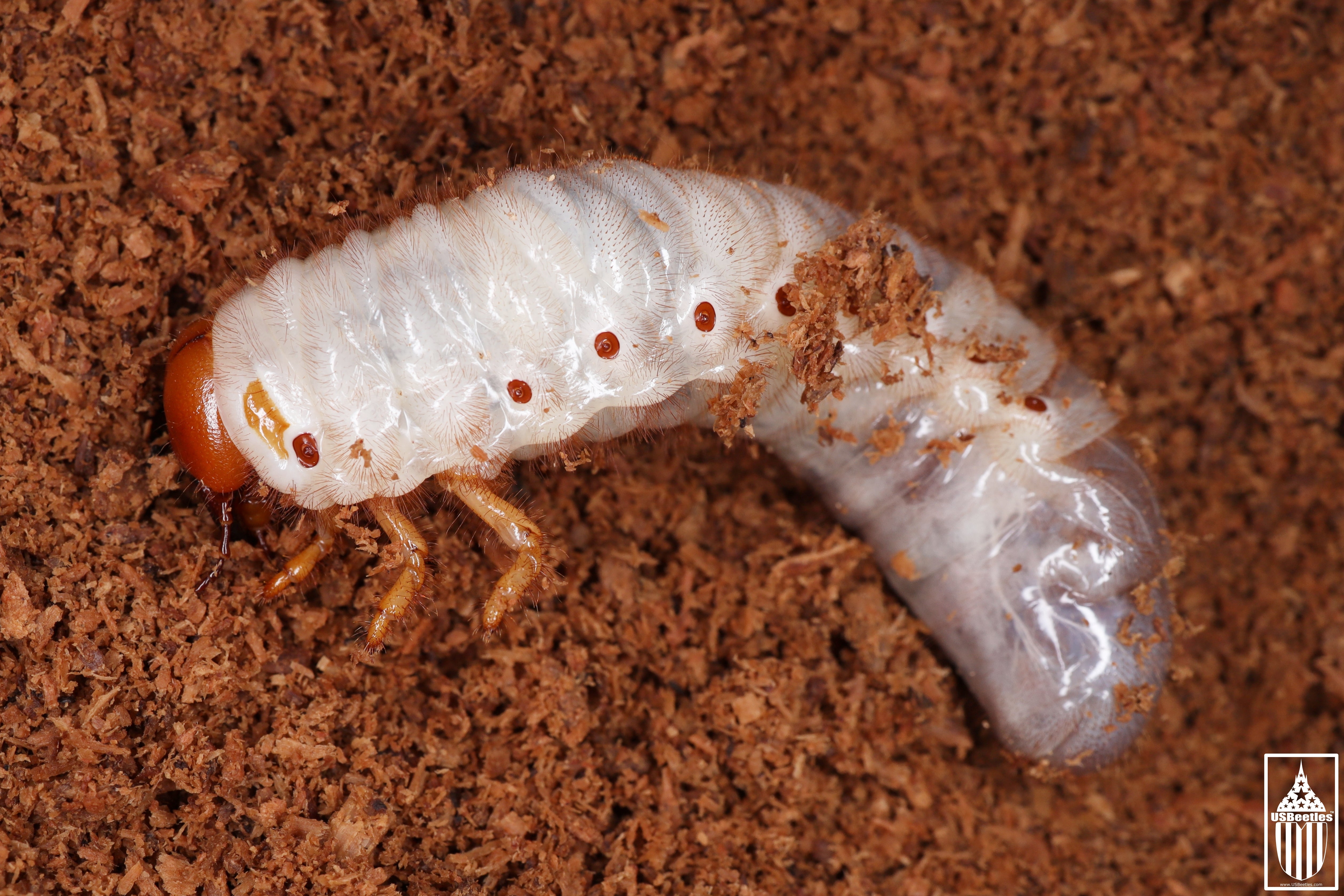 Ox Beetle Strategus Aloeus Larva USBeetles ox-beetle-strategus-aloeus-larva-usbeetles