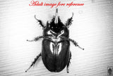 Ox Beetle (Strategus aloeus) larva.