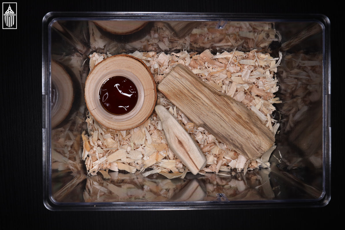 Breeding Kit All in one Beetle/Larva Breeding Kit. β USBeetles
