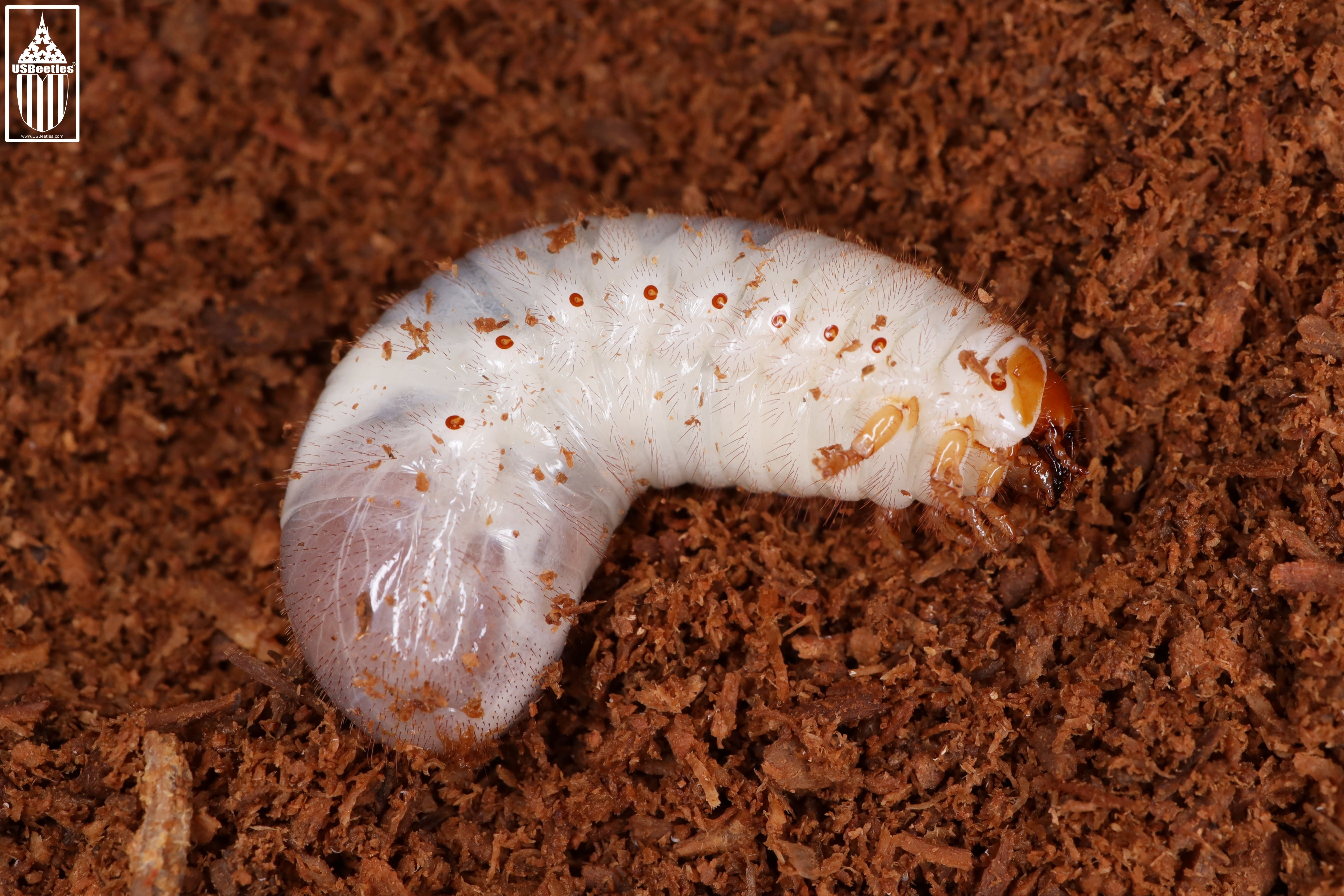 Hermit Flower Beetle Osmoderma Subplanata Larva USBeetles hermit-flower-beetle-osmoderma-subplanata-larva-usbeetles