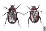 Hermit Flower Beetle (Osmoderma subplanata)