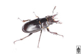 Smooth Stag Beetle (Lucanus placidus)
