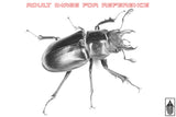 Smooth Stag Beetle (Lucanus placidus) larva.