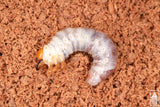 Smooth Stag Beetle (Lucanus placidus) larva.
