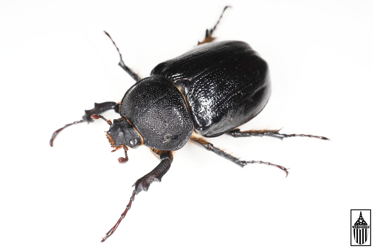Texas Elephant Beetle (Megasoma vogti)