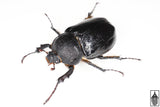 Texas Elephant Beetle (Megasoma vogti)