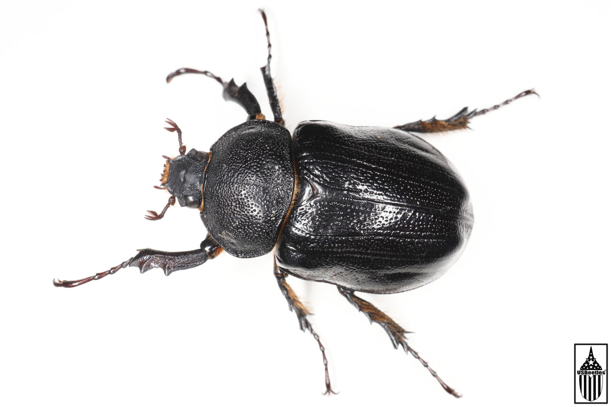 Texas Elephant Beetle (Megasoma vogti)