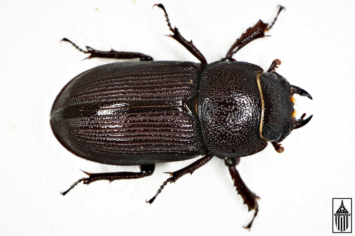 Dorcus Rama Antelope Stag Beetle (Dorcus parallelus) – USBeetles